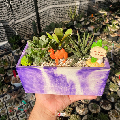 Desert Fairy Garden — Limited Edition