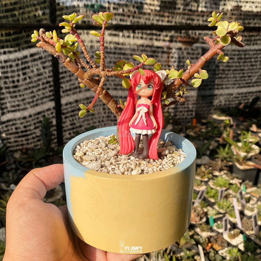 Mini Bonsai Fairy Garden — Limited Edition