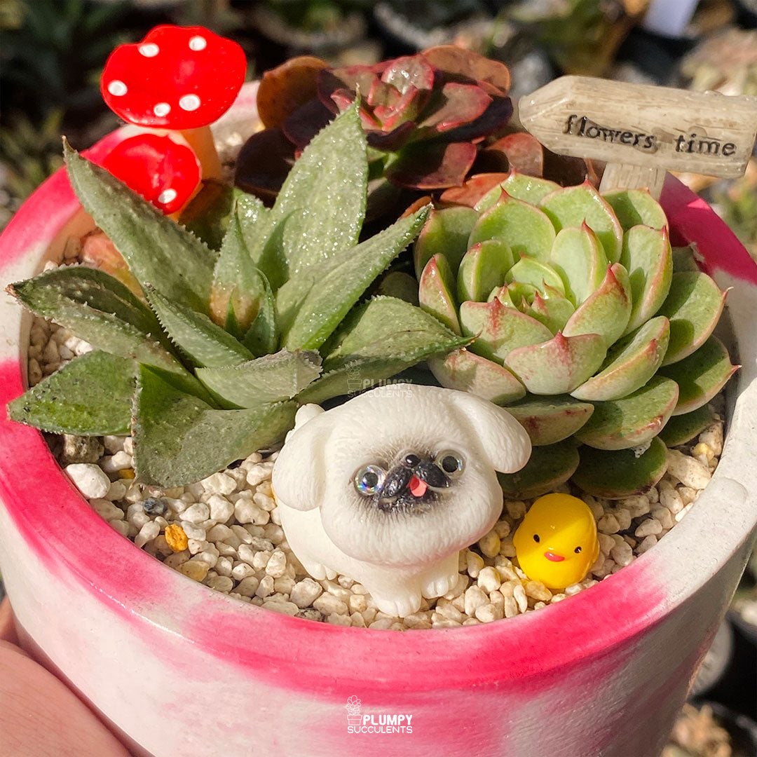 Trio Succulent Fairy Garden — Limited Edition