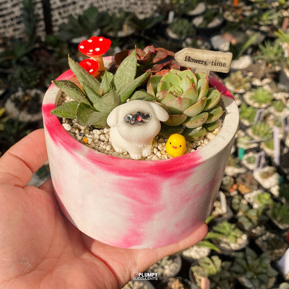 Trio Succulent Fairy Garden — Limited Edition