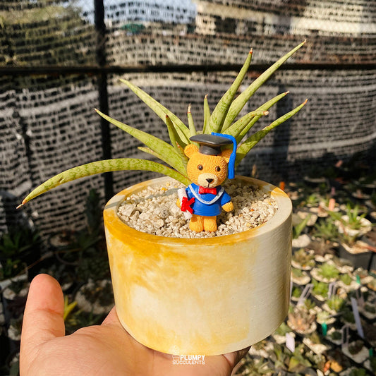 Graduation Fairy Garden — Limited Edition