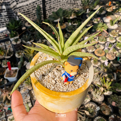 Graduation Fairy Garden — Limited Edition