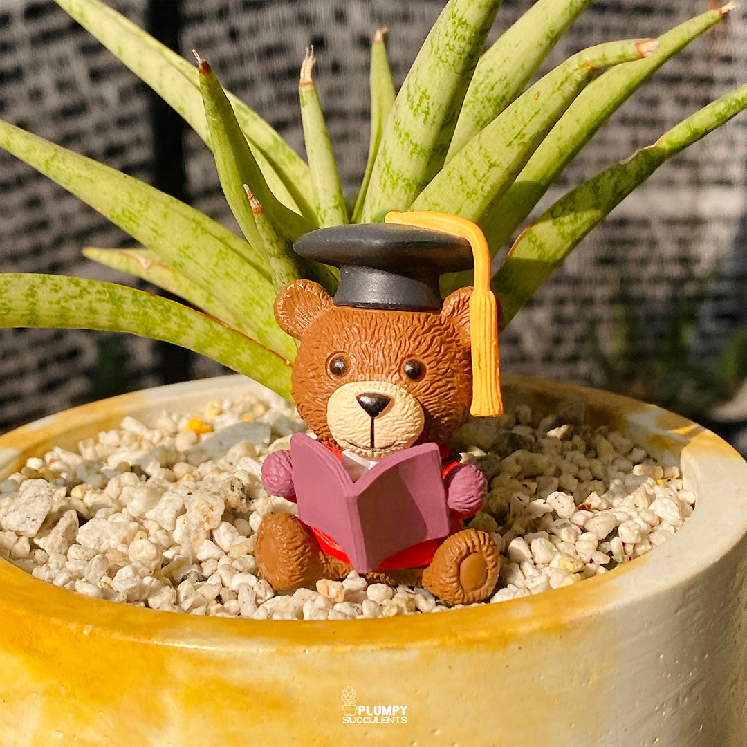 Graduation Fairy Garden — Limited Edition