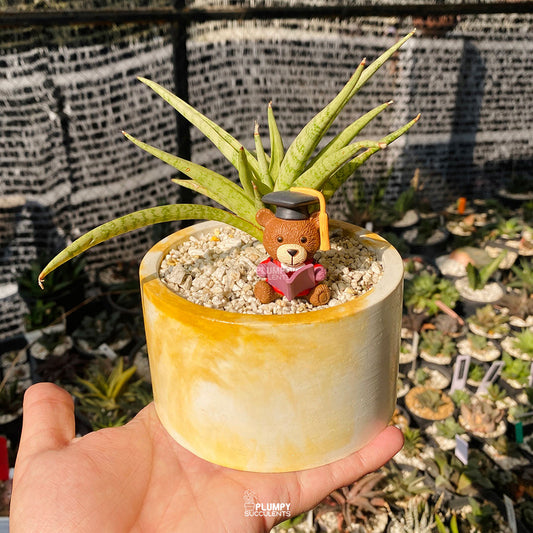 Graduation Fairy Garden — Limited Edition