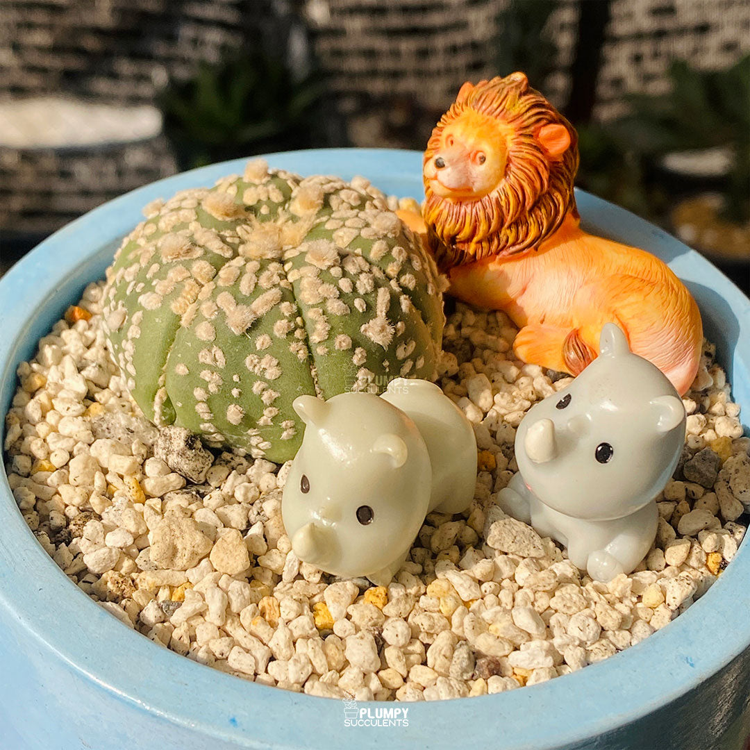 Desert Guardians Fairy Garden — Limited Edition