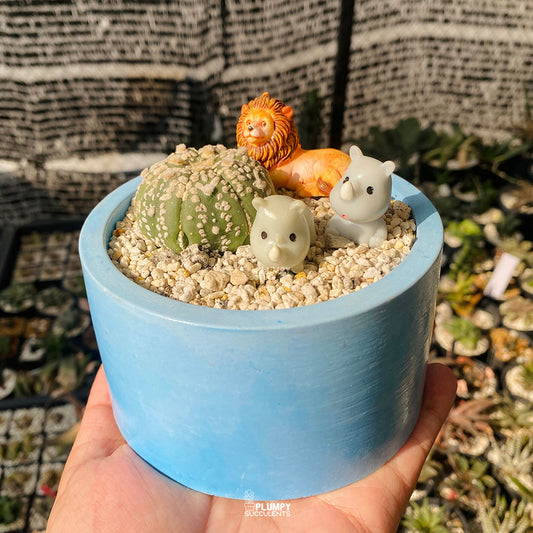 Desert Guardians Fairy Garden — Limited Edition