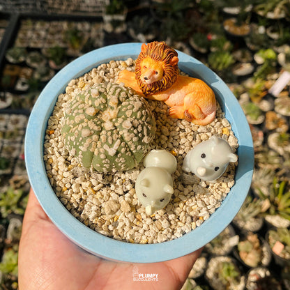 Desert Guardians Fairy Garden — Limited Edition