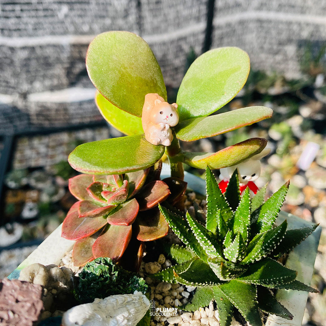 Green Harmony Fairy Garden — Limited Edition