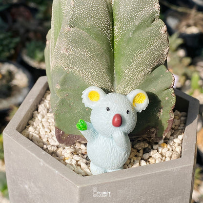 Desert Star Companion — Limited Edition