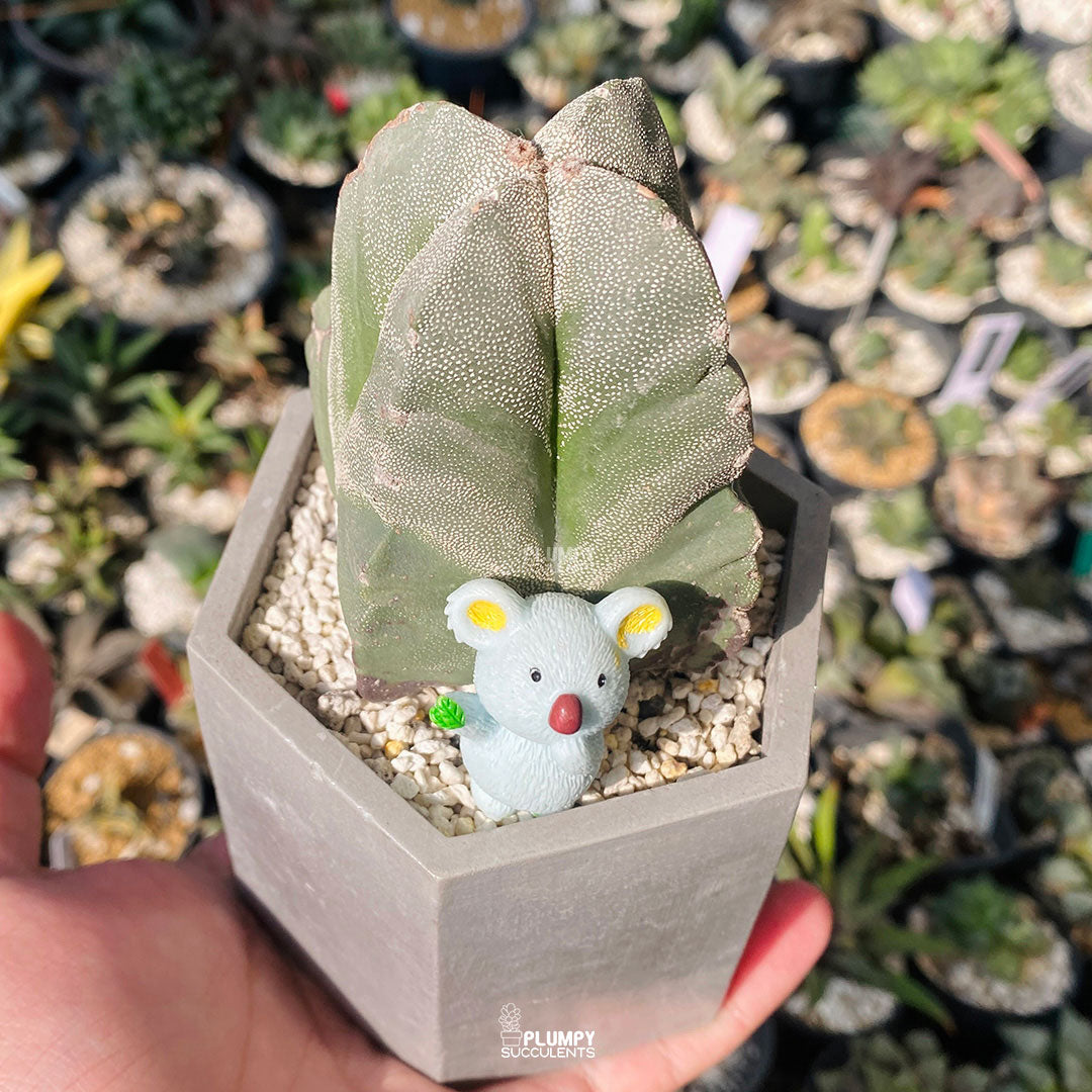 Desert Star Companion — Limited Edition