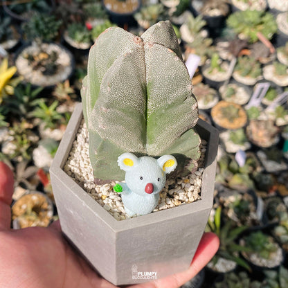 Desert Star Companion — Limited Edition