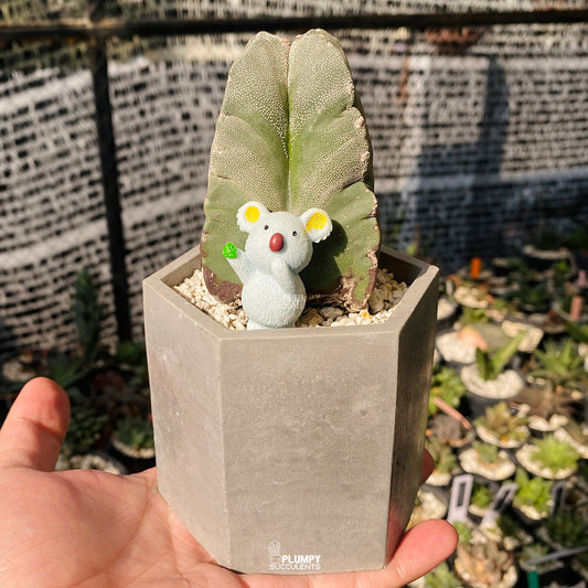 Desert Star Companion — Limited Edition