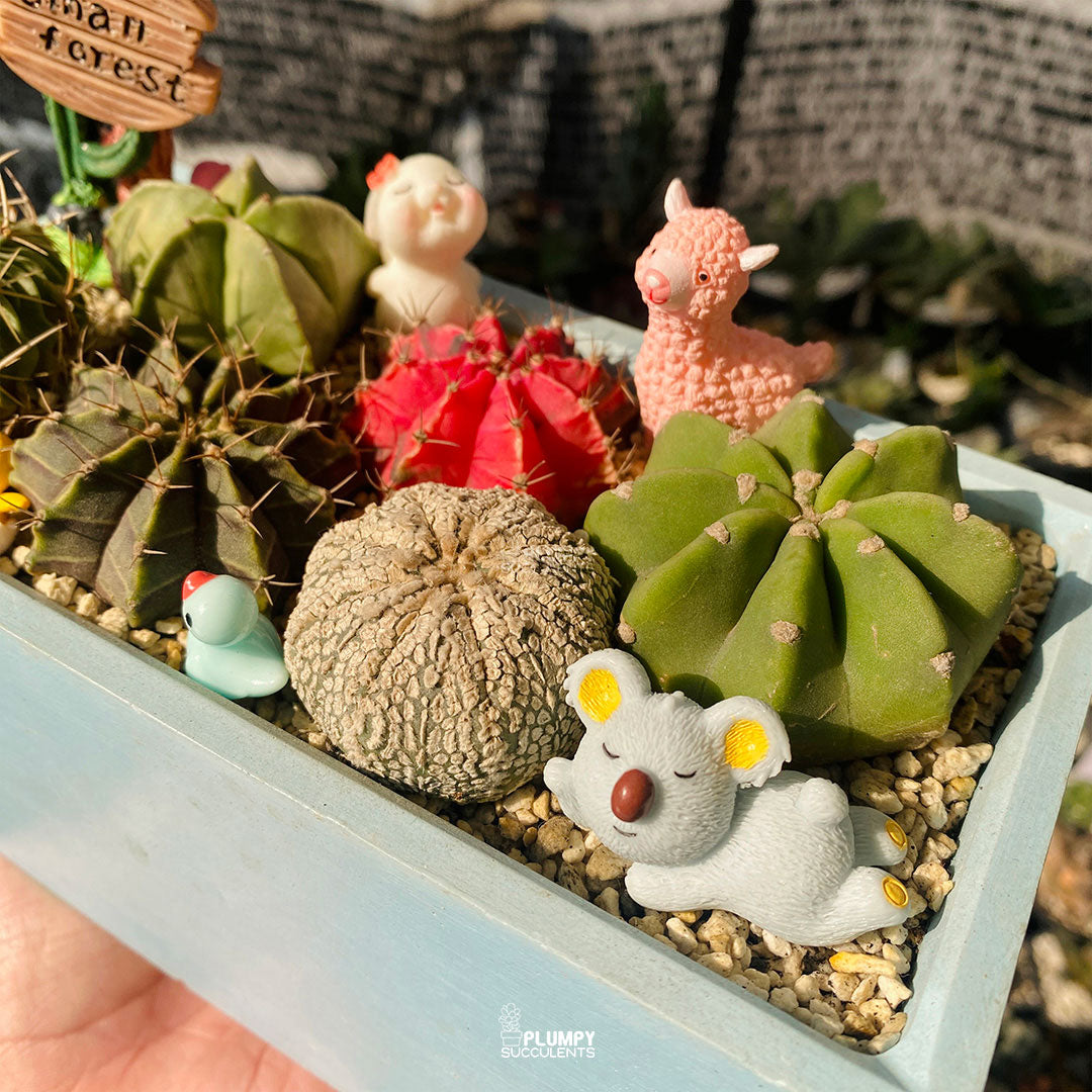 Small Forest Cactus Garden — Limited Edition