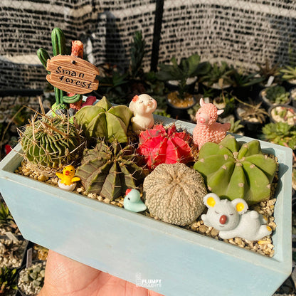 Small Forest Cactus Garden — Limited Edition