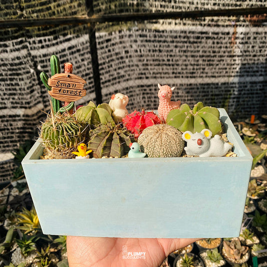 Small Forest Cactus Garden — Limited Edition