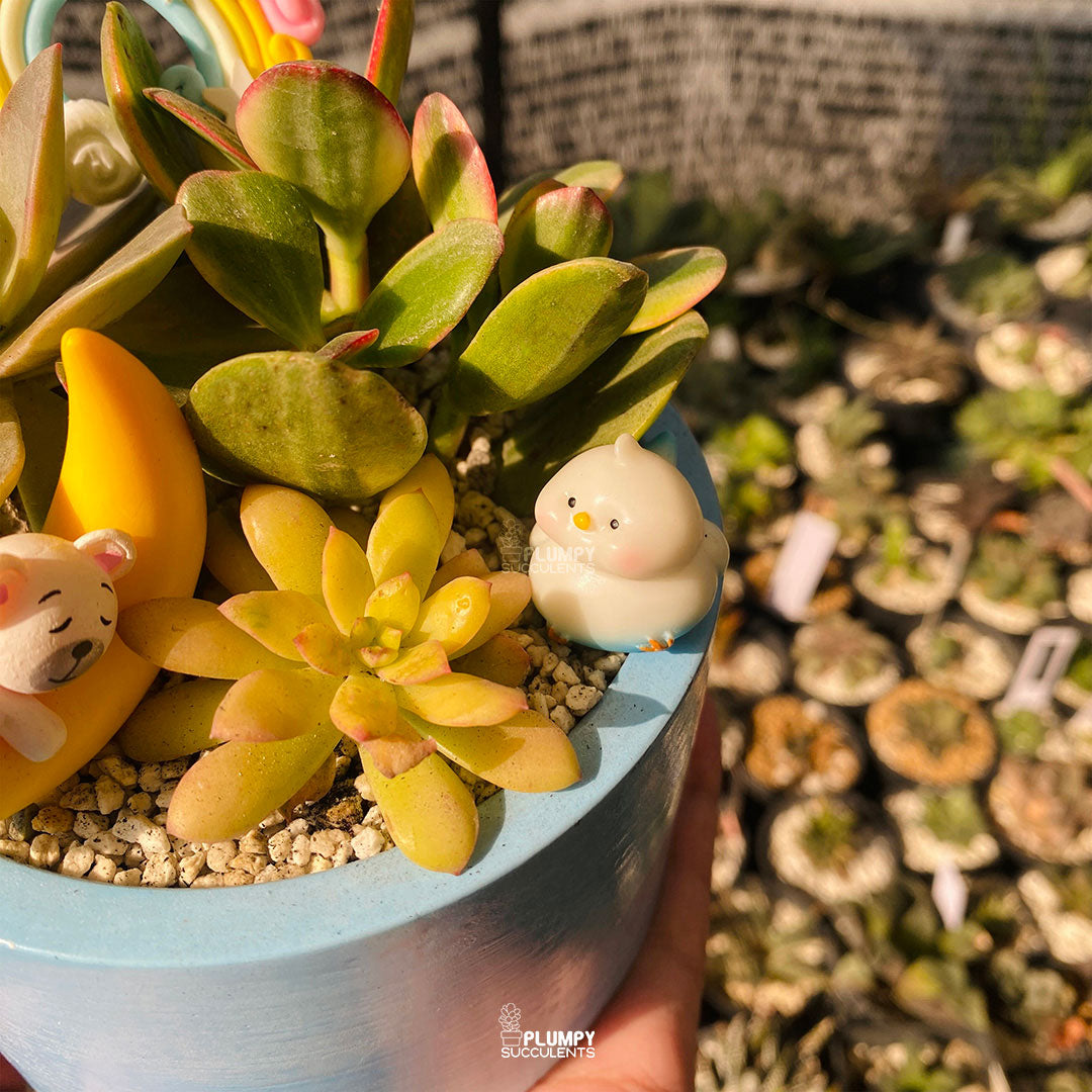 Dreamy Moon Fairy Garden — Limited Edition