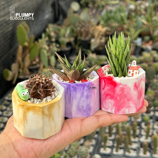 MARBLY TRIO — Set of 3 Mini Succulent & Cactus Planters