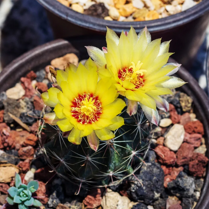 Thelocactus Setispinus in Polar Bear Planter