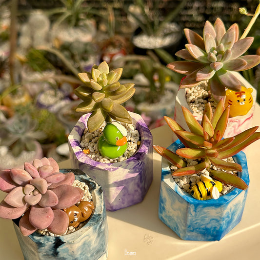 Mini Succulent Set of 4 – Blue & Berry Marbly Collection 🌵💙