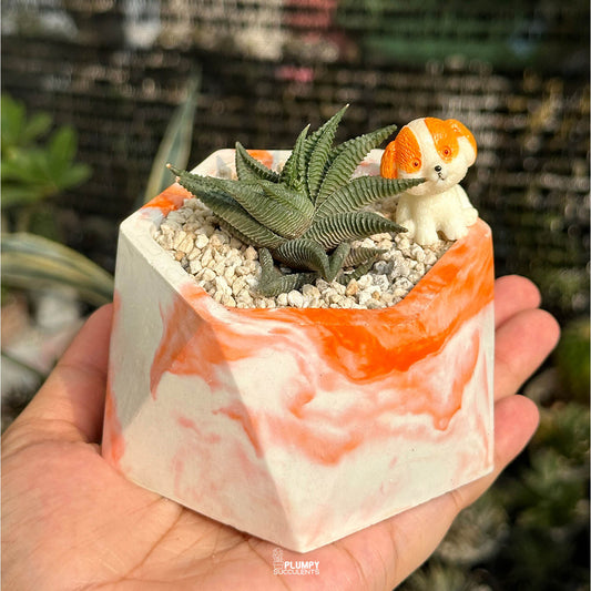 Haworthia Limifolia — Dog