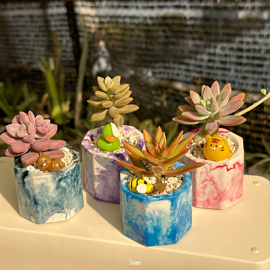 Mini Succulent Set of 4 – Blue & Berry Marbly Collection 🌵💙