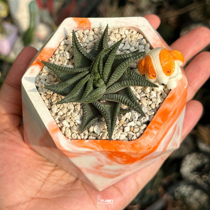 Haworthia Limifolia — Dog