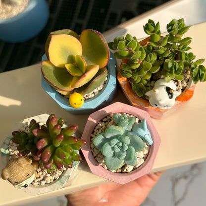 Mini Succulent Set of 4 – Pastel & Pop Collection 🌸🌿