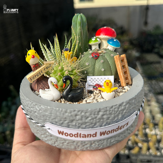 Woodland Wonders – Mini Cactus & Succulent Garden