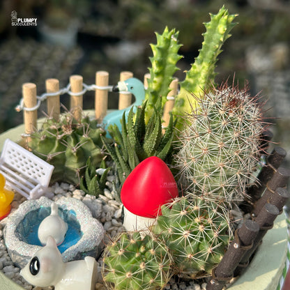 Green Acres – Little Farm Succulent Garden