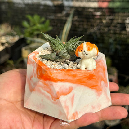 Haworthia Limifolia — Dog
