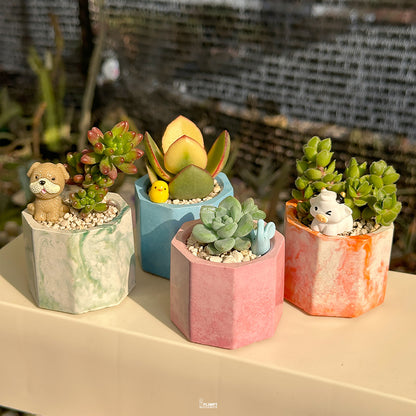 Mini Succulent Set of 4 – Pastel & Pop Collection 🌸🌿