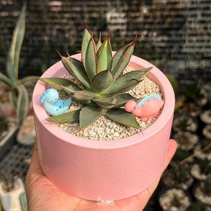Agave Burnt Burgundy — Dino Duo