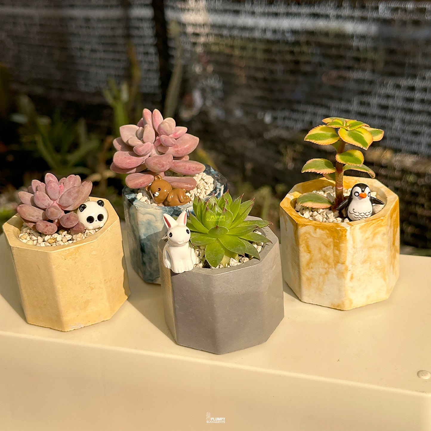 Mini Succulent Set of 4 – Sunshine & Slate Collection 🌼🌵
