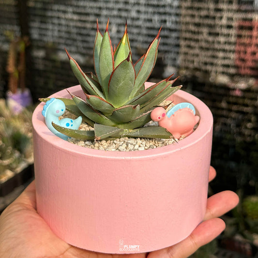 Agave Burnt Burgundy — Dino Duo