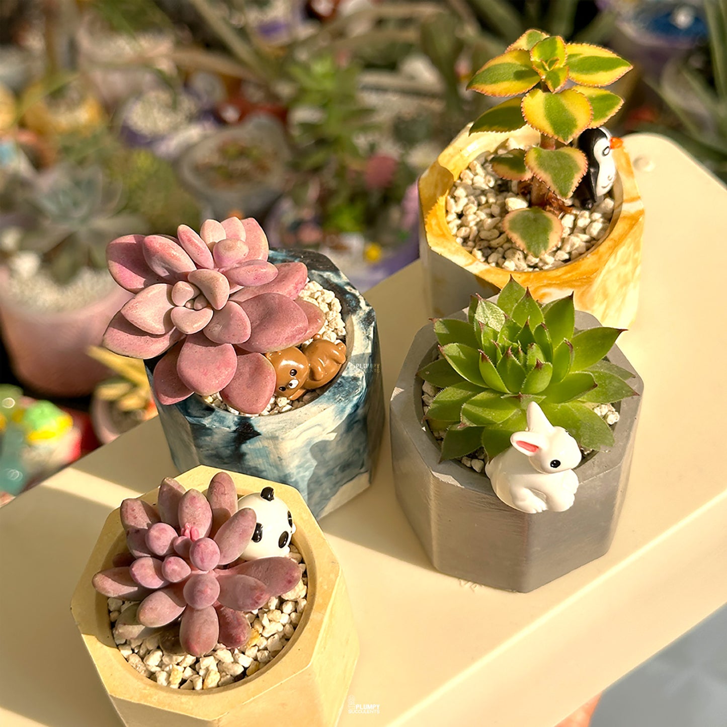 Mini Succulent Set of 4 – Sunshine & Slate Collection 🌼🌵