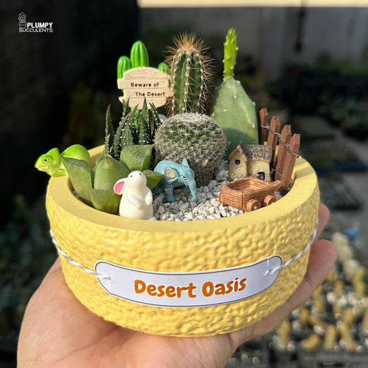 Desert Oasis – Mini Cactus & Succulent Garden