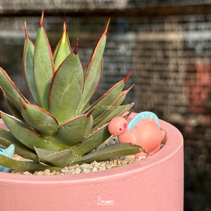 Agave Burnt Burgundy — Dino Duo