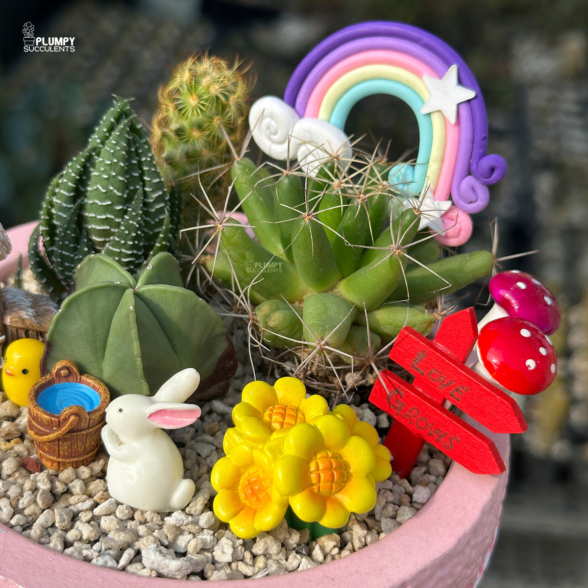Fairytale Meadow – Mini Cactus & Succulent Garden