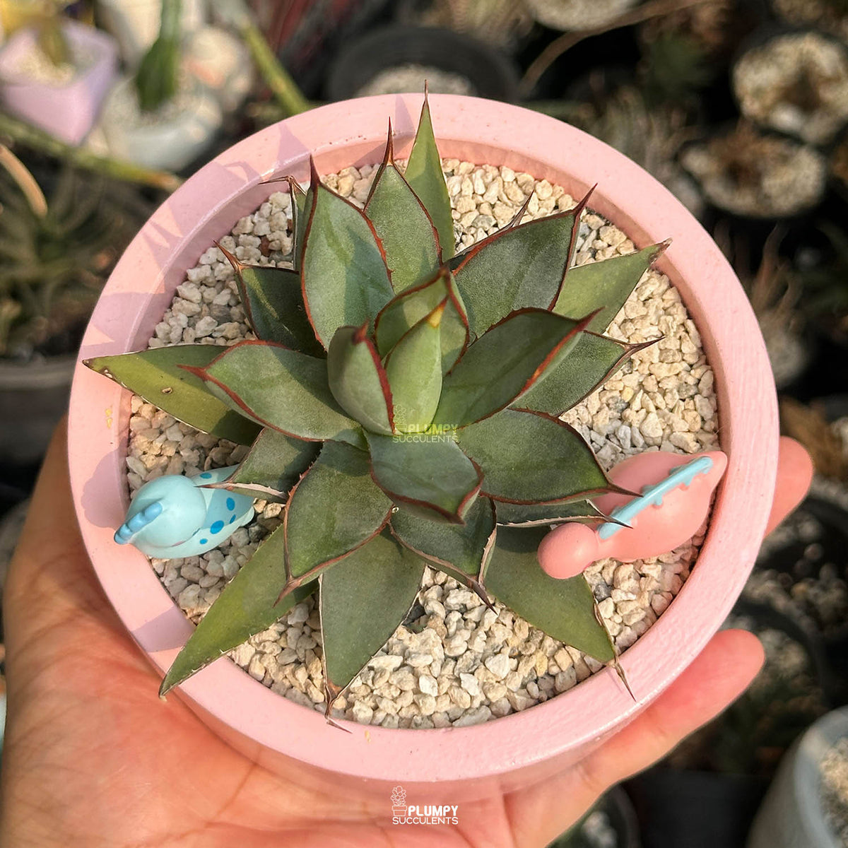 Agave Burnt Burgundy — Dino Duo
