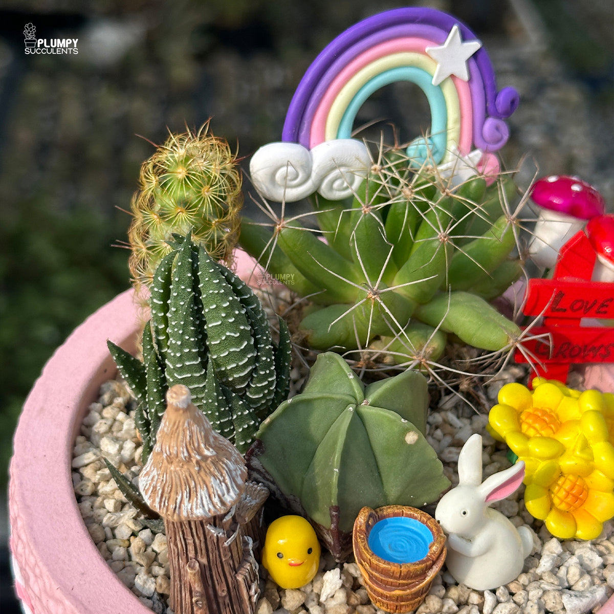 Fairytale Meadow – Mini Cactus & Succulent Garden