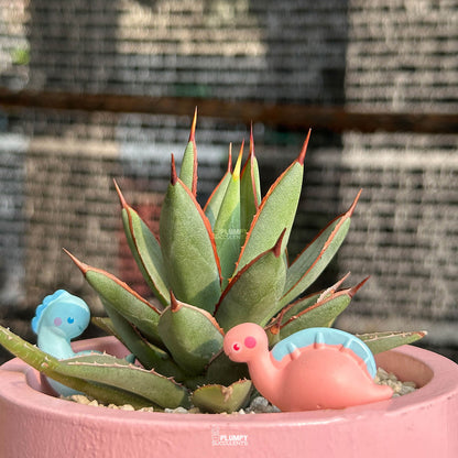 Agave Burnt Burgundy — Dino Duo