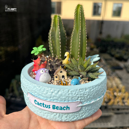 Cactus Beach – Little Blue Island Succulent Garden