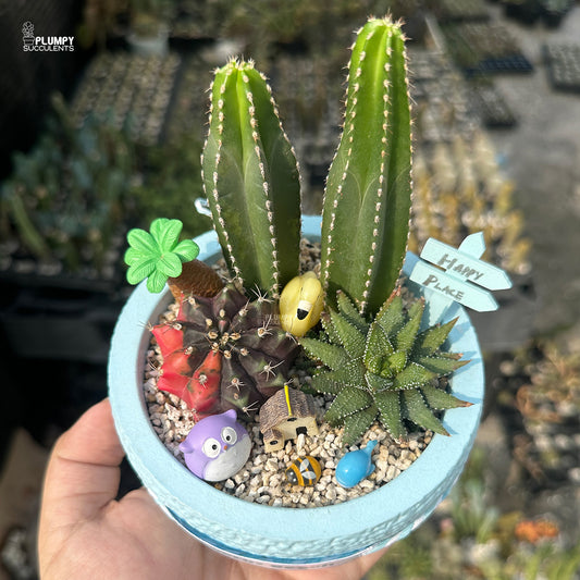 Cactus Beach – Little Blue Island Succulent Garden