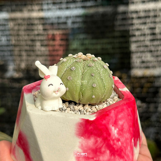 Astrophytum Asterias Super Kabuto — Rabbit