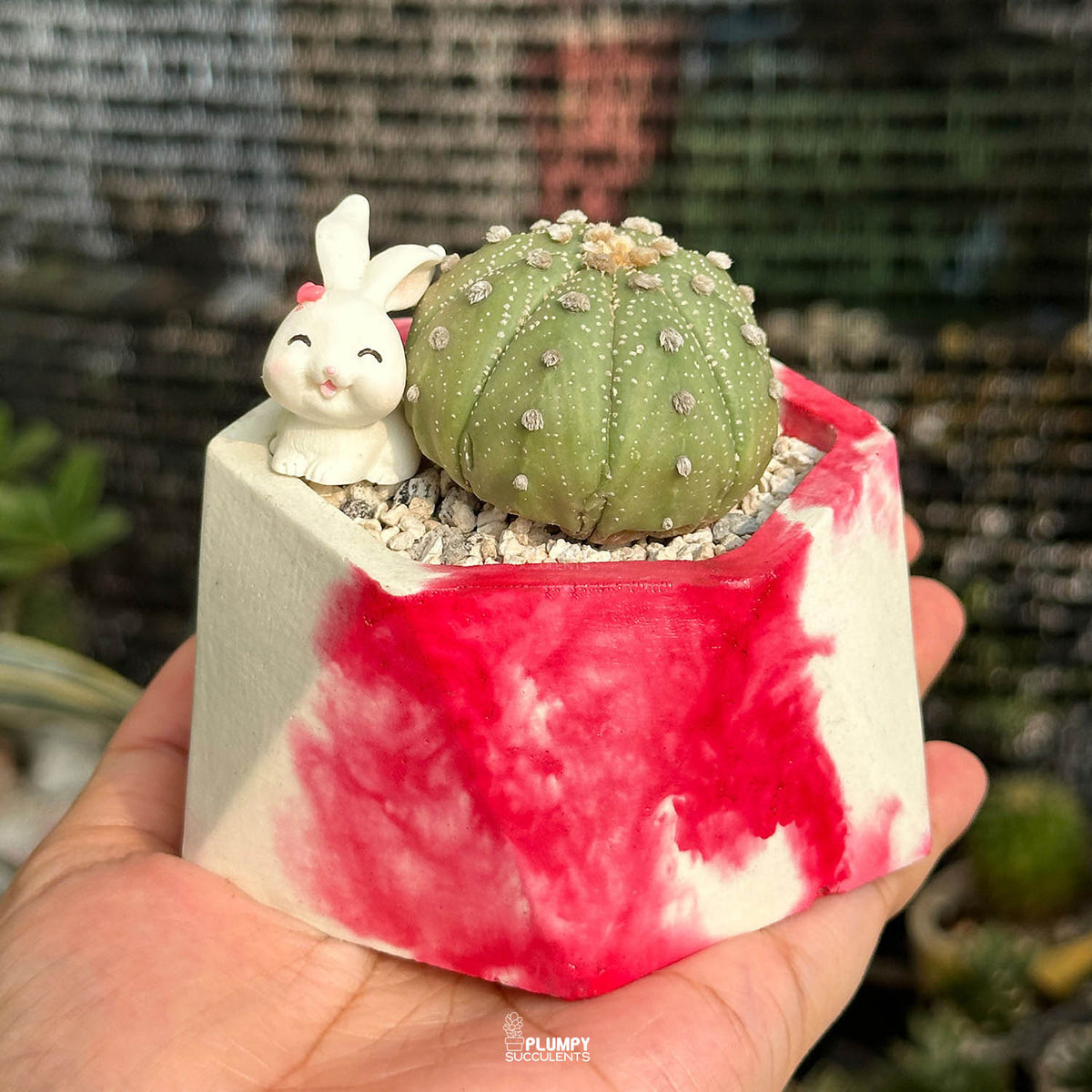 Astrophytum Asterias Super Kabuto — Rabbit