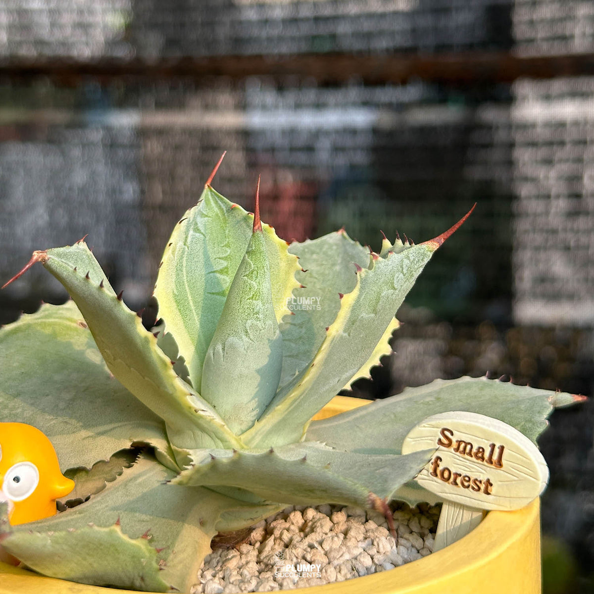 Agave Potatorum 'Tradewinds' — Owl Garden