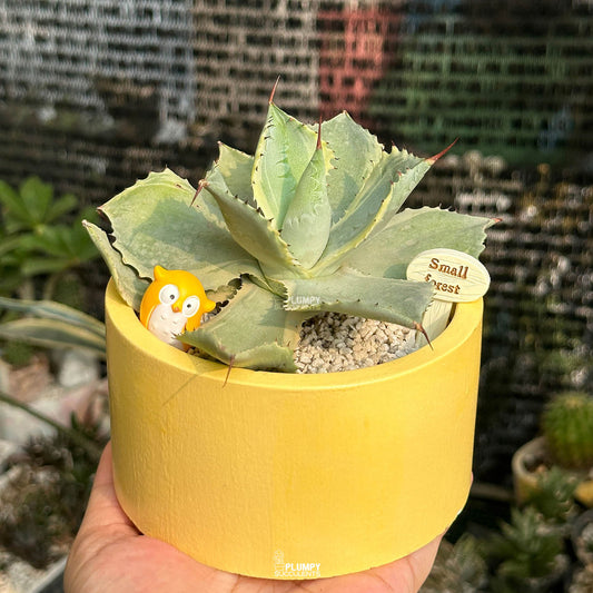 Agave Potatorum 'Tradewinds' — Owl Garden