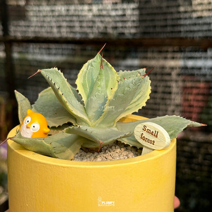Agave Potatorum 'Tradewinds' — Owl Garden