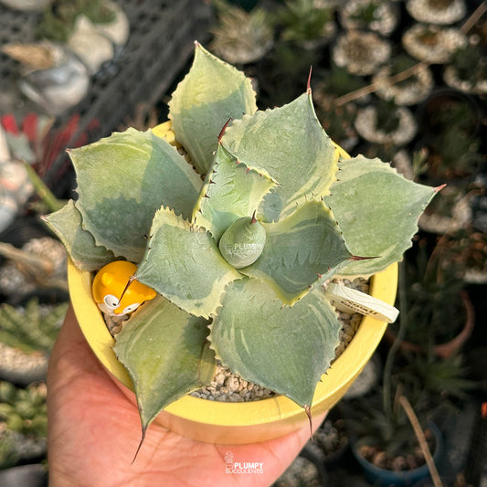 Agave Potatorum 'Tradewinds' — Owl Garden