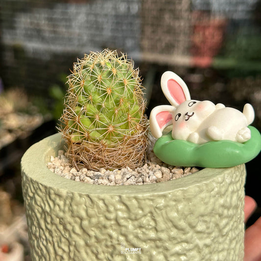 Coryphantha Cactus — Laying Rabbit